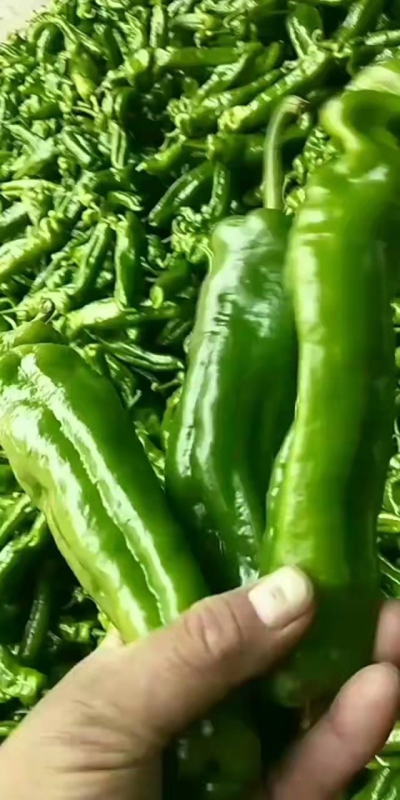 301辣椒，河南商丘夏邑县大棚辣椒大量上市中