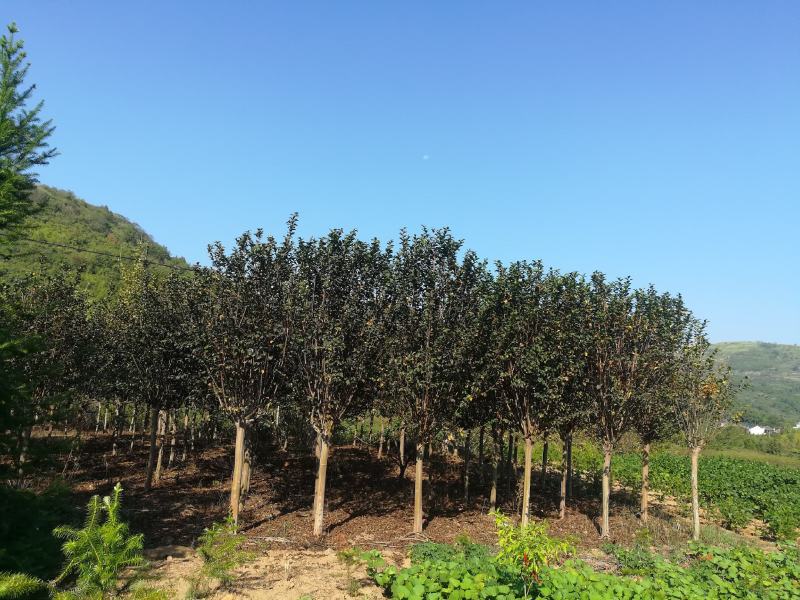 紫薇树