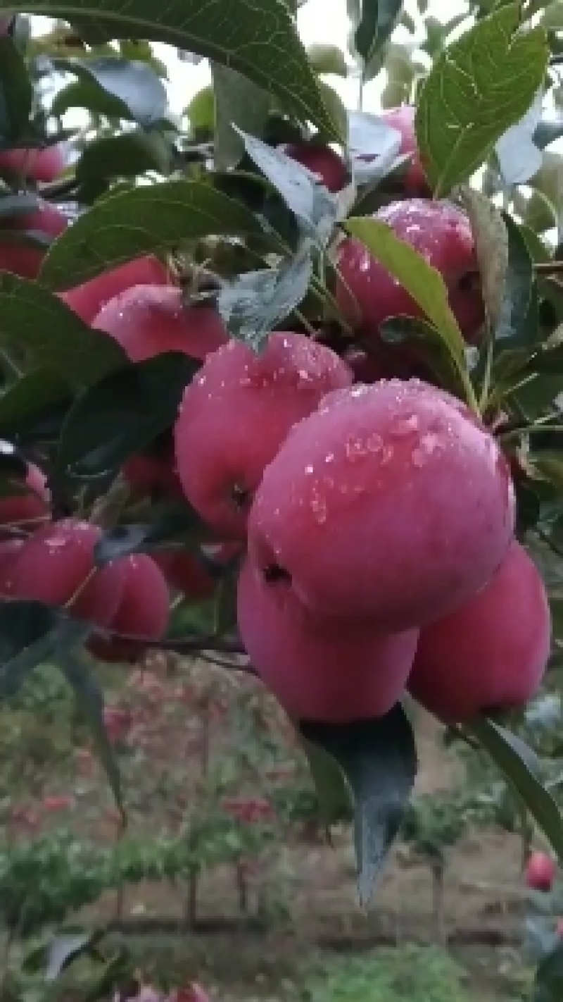 鸡心果龙丰果