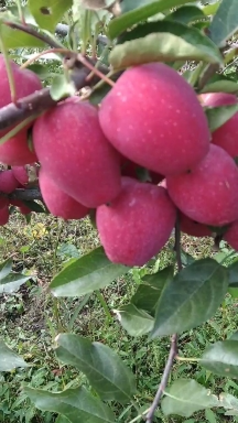 鸡心果龙丰果