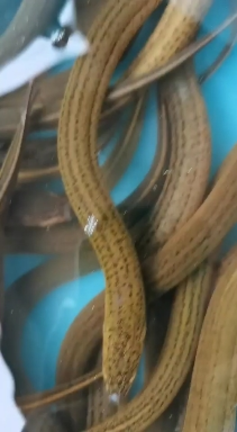 黄鳝，有大小规格商品鳝鱼出售，品质好成活率高，耐运输