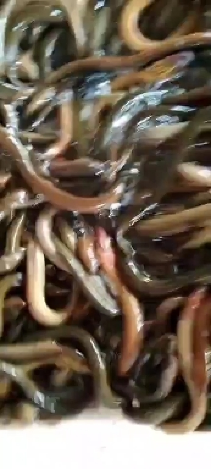黄鳝，有大小规格商品鳝鱼出售，品质好成活率高，耐运输