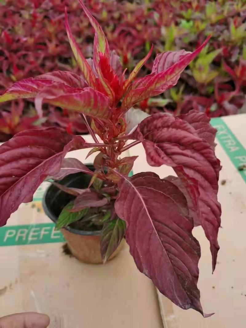草花基地直供鸡冠花，多色可选，大小规格齐全，质优价廉