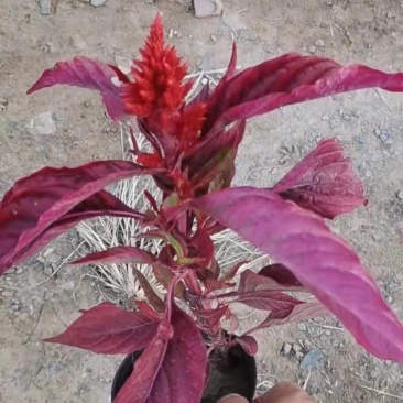 草花基地直供鸡冠花，多色可选，大小规格齐全，质优价廉