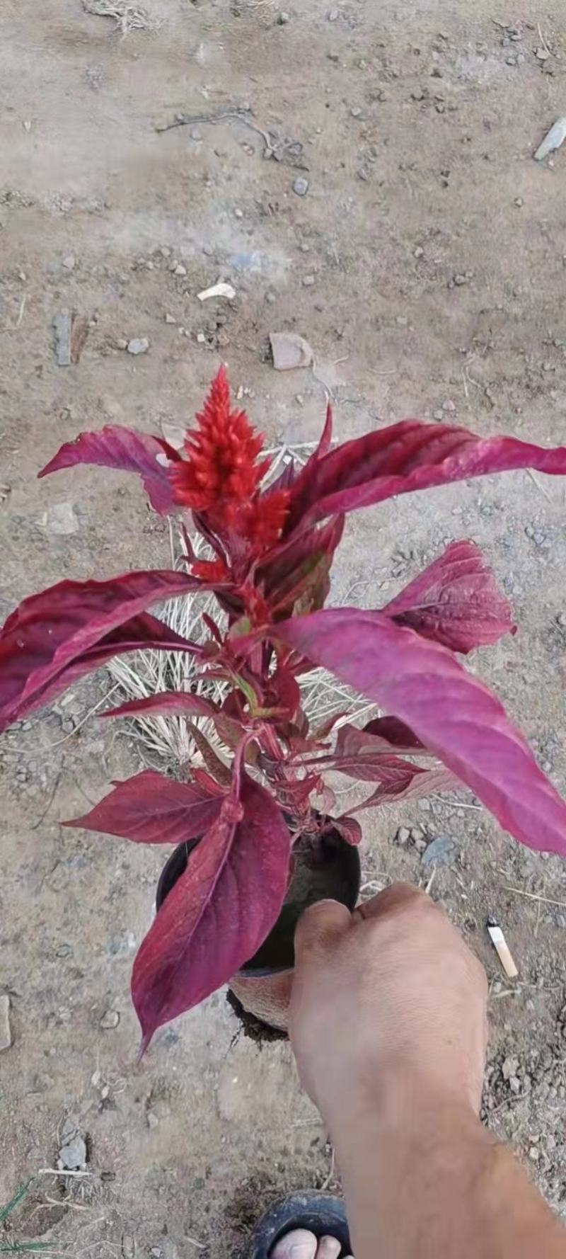 草花基地直供鸡冠花，多色可选，大小规格齐全，质优价廉