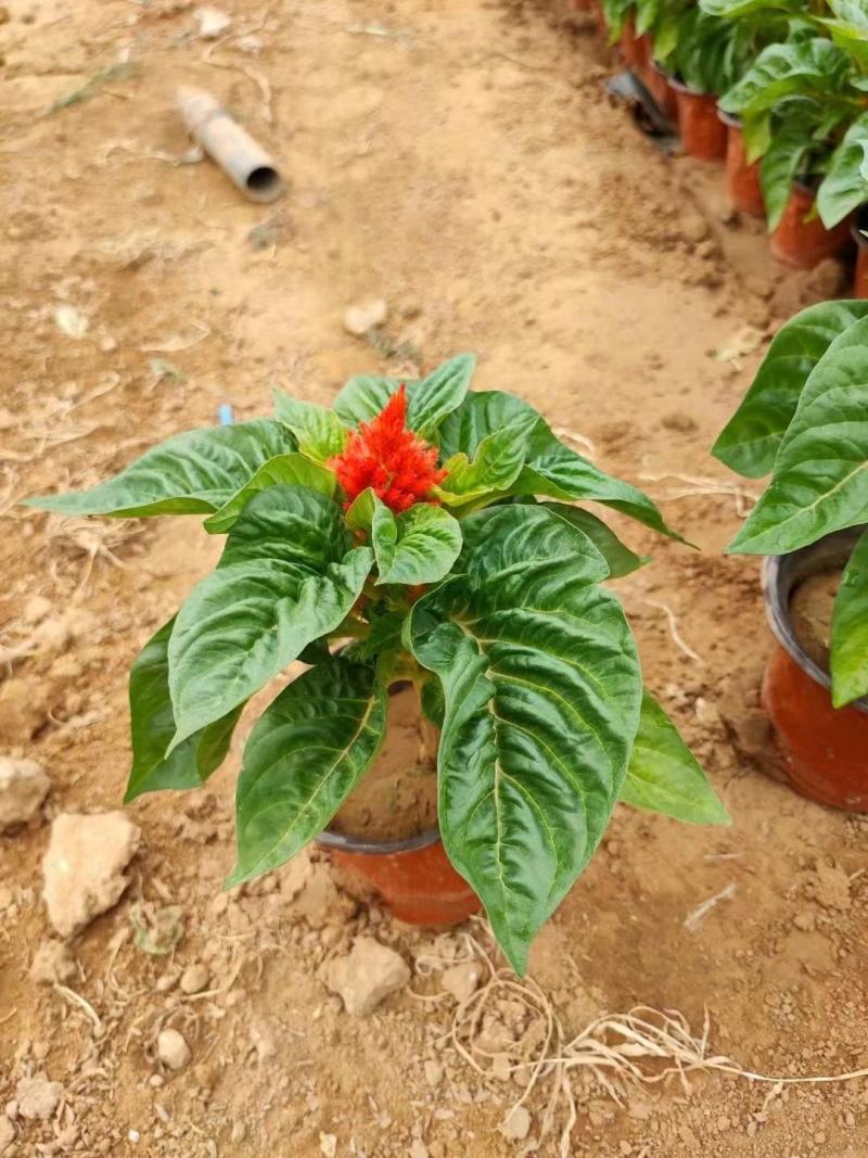 草花基地直供鸡冠花，多色可选，大小规格齐全，质优价廉