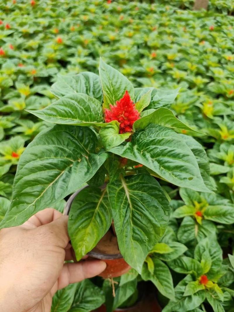 草花基地直供鸡冠花，多色可选，大小规格齐全，质优价廉