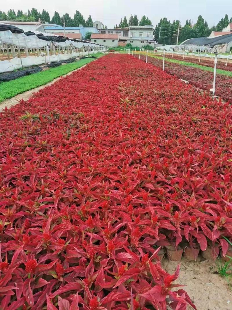 草花基地直供鸡冠花，多色可选，大小规格齐全，质优价廉