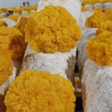 金耳