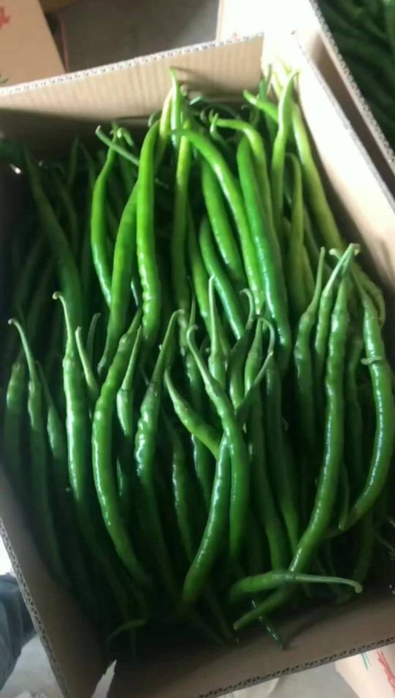 河南夏邑精品螺丝椒，陇椒，线椒鲜辣椒基地直发