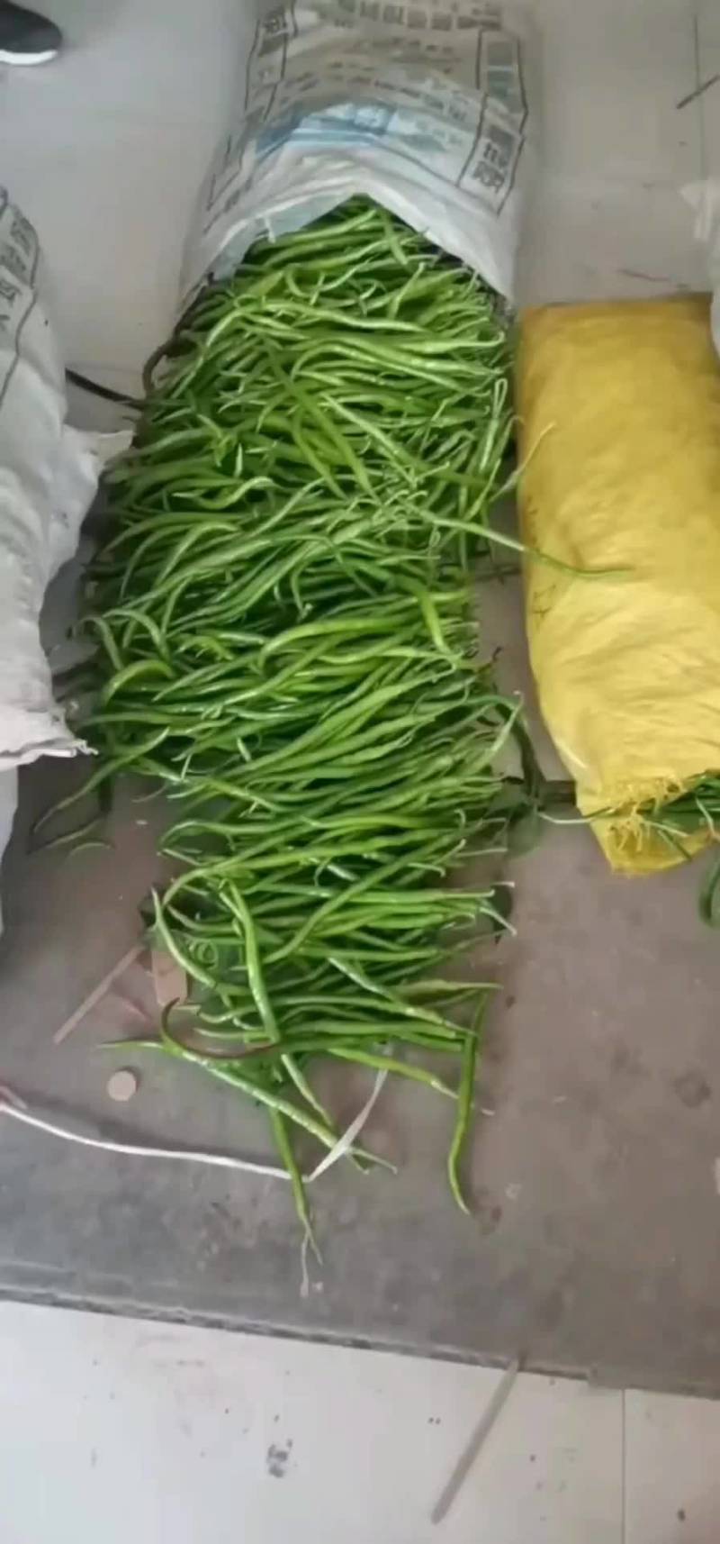 河南夏邑精品螺丝椒，陇椒，线椒鲜辣椒基地直发