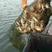 洪湖精品大闸蟹螃蟹3.5特价25斤，鲜活运输，一手货源