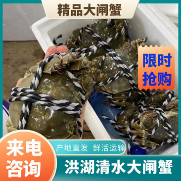 洪湖精品大闸蟹螃蟹3.5特价25斤，鲜活运输，一手货源