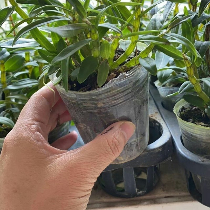 雁荡山红杆软脚铁皮石斛苗盆栽花卉绿植