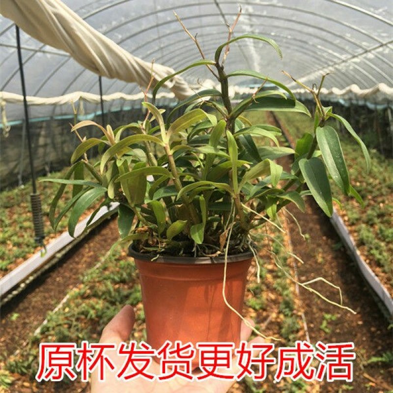 雁荡山红杆软脚铁皮石斛苗盆栽花卉绿植