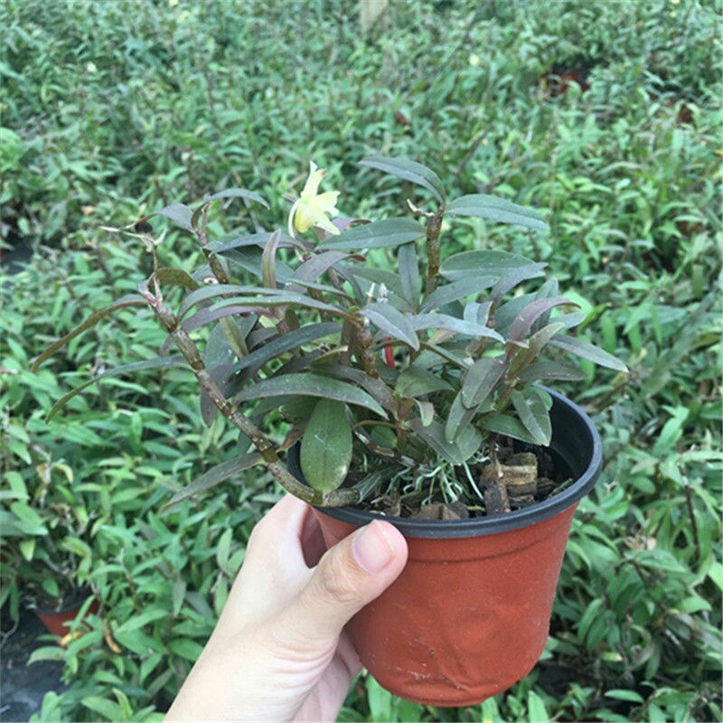 雁荡山红杆软脚铁皮石斛苗盆栽花卉绿植
