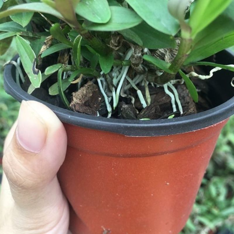 雁荡山红杆软脚铁皮石斛苗盆栽花卉绿植
