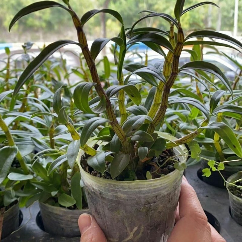 雁荡山红杆软脚铁皮石斛苗盆栽花卉绿植