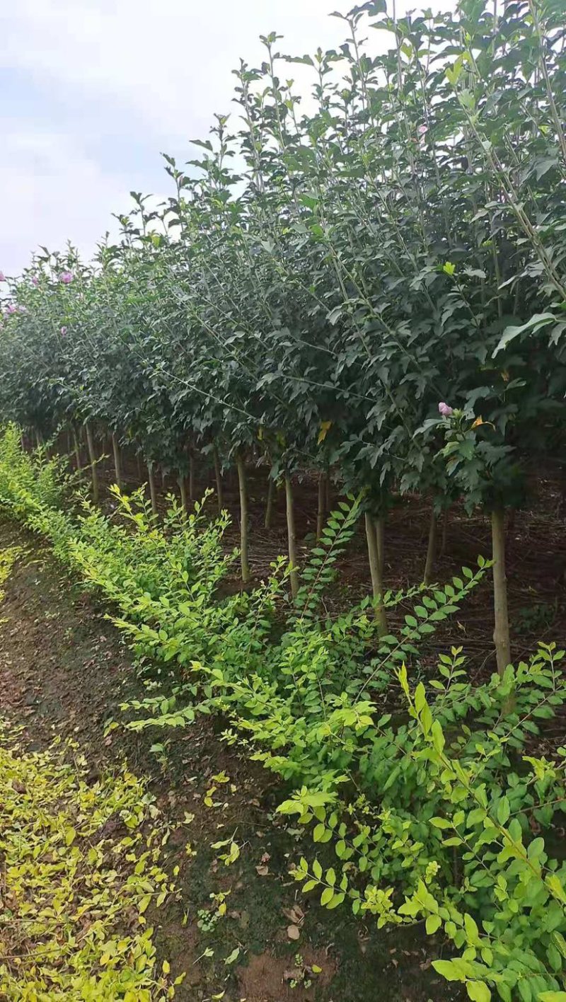 优质独杆木槿丛生木槿，产地大量直销树形优美价格优惠