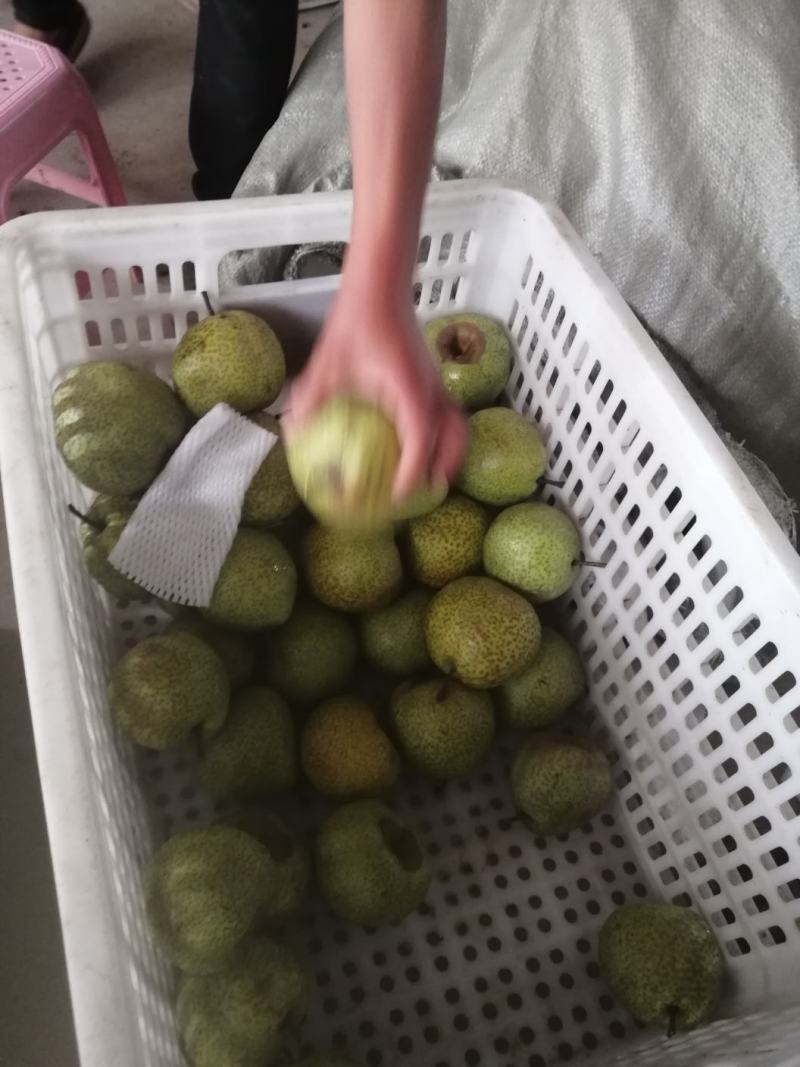 正宗莱阳梨，规格85以上，口感脆甜，糖度14，全国发货！
