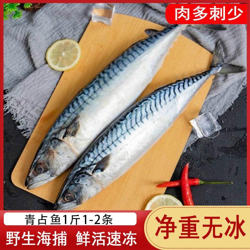 鲐鱼青占鱼鲐鲅鱼鲜活冷冻蓝点马鲛鱼青鱼新鲜海鱼包邮