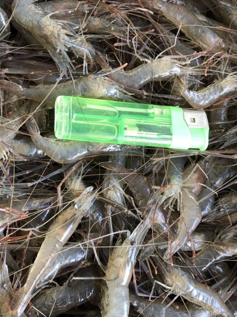 湖北省潜江市清水河虾，味道鲜美，30斤起批欢迎各位老板下单