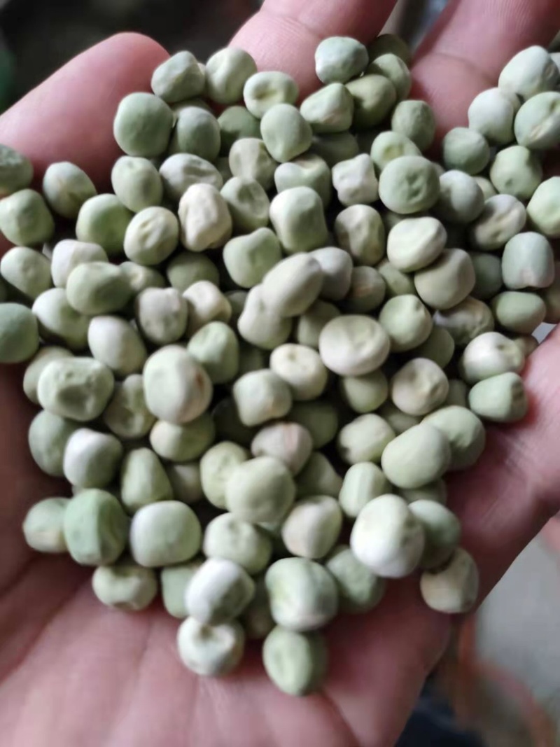 优质甜豌豆种子长寿仁早熟高产甜脆王中豌六号九号豌豆