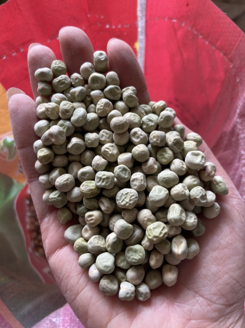优质甜豌豆种子长寿仁早熟高产甜脆王中豌六号九号豌豆