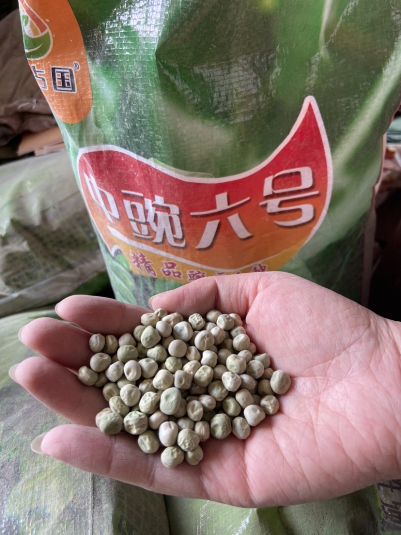 优质甜豌豆种子长寿仁早熟高产甜脆王中豌六号九号豌豆