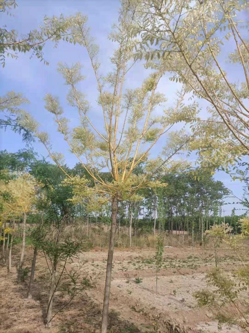 黄金槐树苗子3-20公分规格齐全，成活率高，价格优惠，