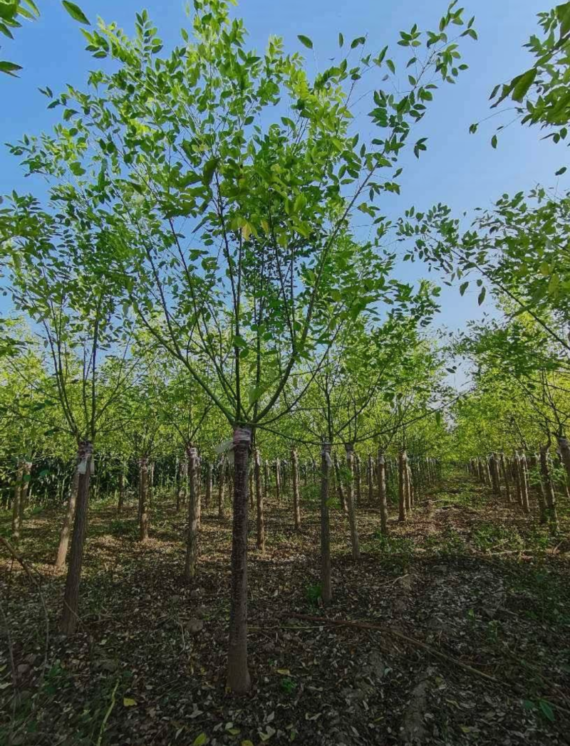 黄金槐树苗子3-20公分规格齐全，成活率高，价格优惠，