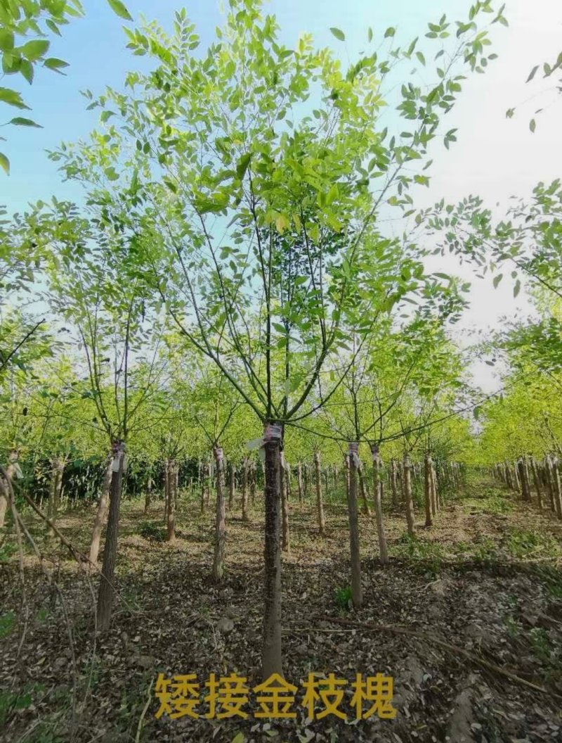黄金槐树苗子3-20公分规格齐全，成活率高，价格优惠，
