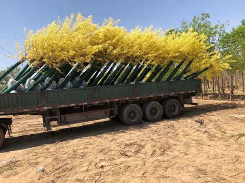 黄金槐3-20公分规格齐全，成活率高，价格优惠，地头装车
