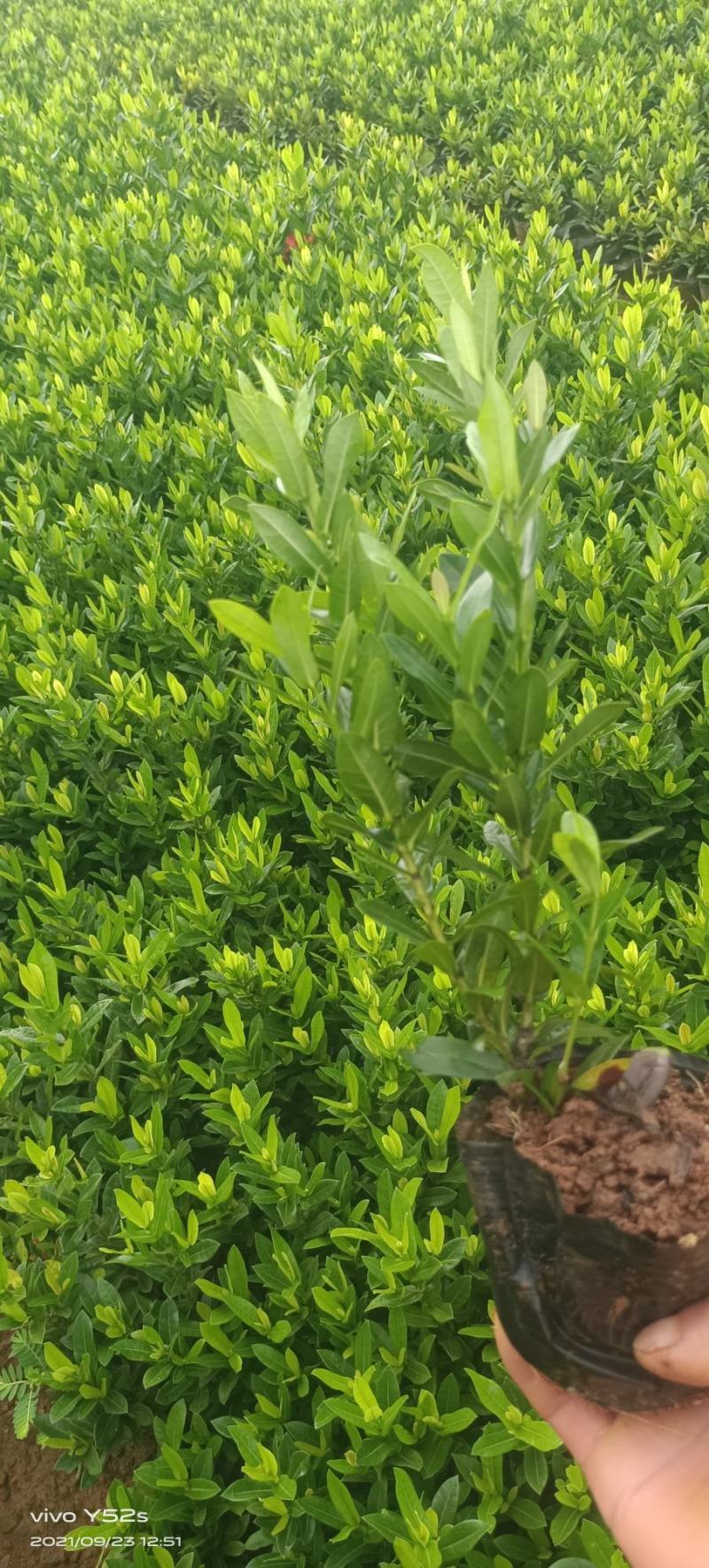 小叶龙船花