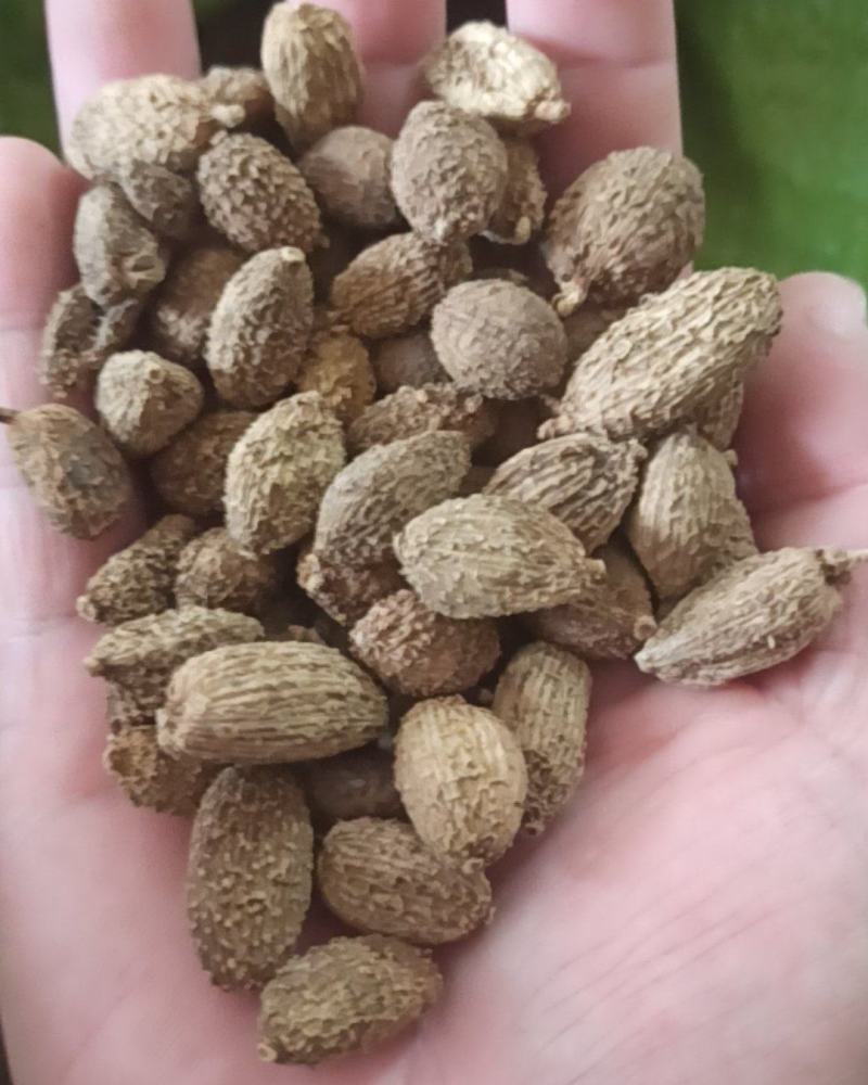 砂仁阳春砂仁壳砂仁中药材批发砂仁质量保证量大从优