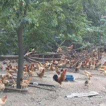 散养土鸡蛋。原场直发，量大价更优惠。