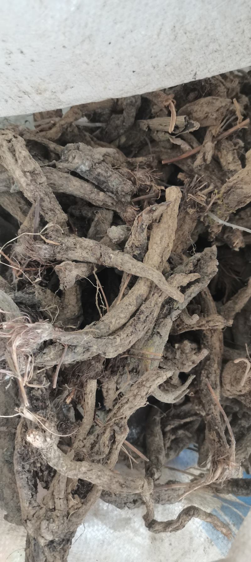 八瓣花，草玉梅