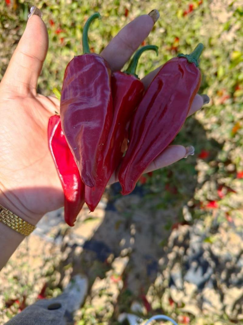 山西忻州精品北京红干辣椒大量供应！整车代发，产地直供