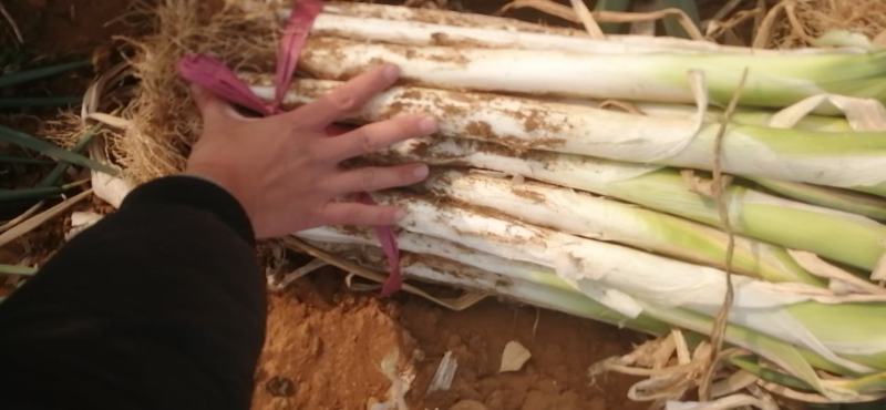 产地直发长白大葱葱白长土少供应市场电商超市每天新货
