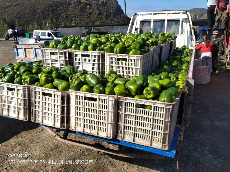 河北青椒大量上市产地直发品质保证欢迎联系