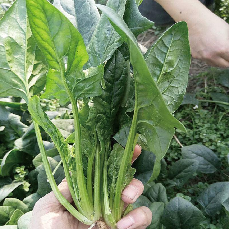 欧冠先锋一代杂交菠菜种子产量高抗病性强