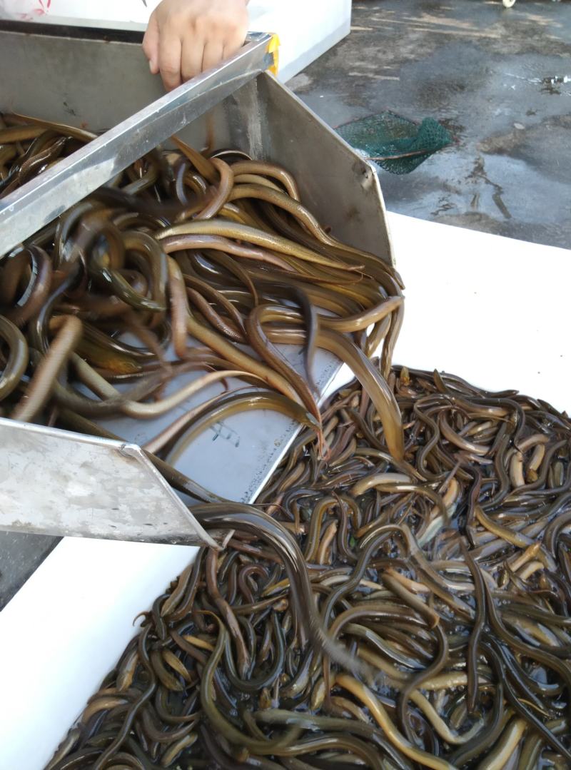 黄鳝，共应各种商品善鱼，可根据客户要求筛选大小，诚信经营