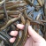 黄鳝，共应各种商品善鱼，可根据客户要求筛选大小，诚信经营