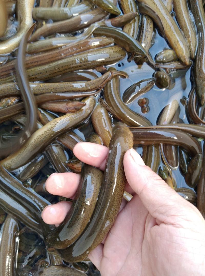 黄鳝，共应各种商品善鱼，可根据客户要求筛选大小，诚信经营