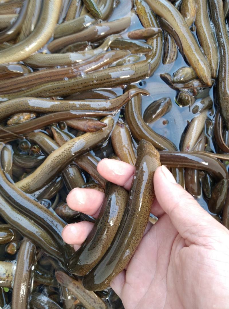 黄鳝，共应各种商品善鱼，可根据客户要求筛选大小，诚信经营
