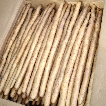 银川白玉山药货源充足口感好颜色好看耐储存耐运输可打捆装箱