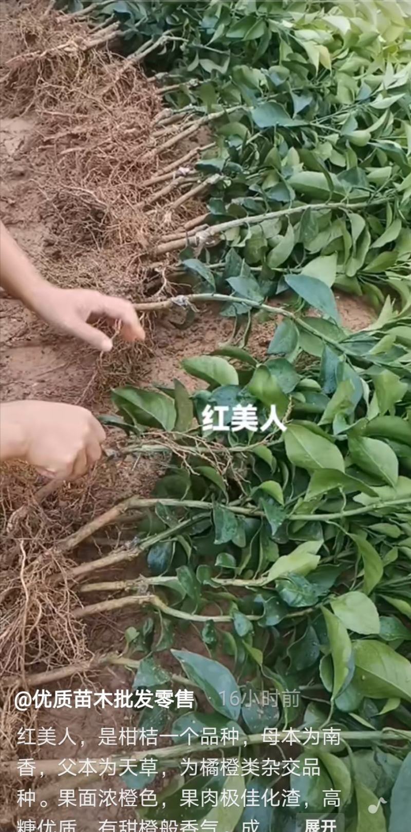 爱媛38，精品果苗！！！！！。。。。。。。。。。