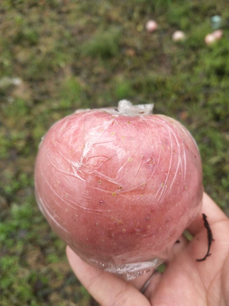 红富士苹果