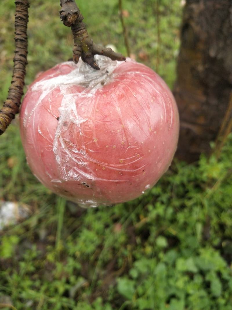 红富士苹果