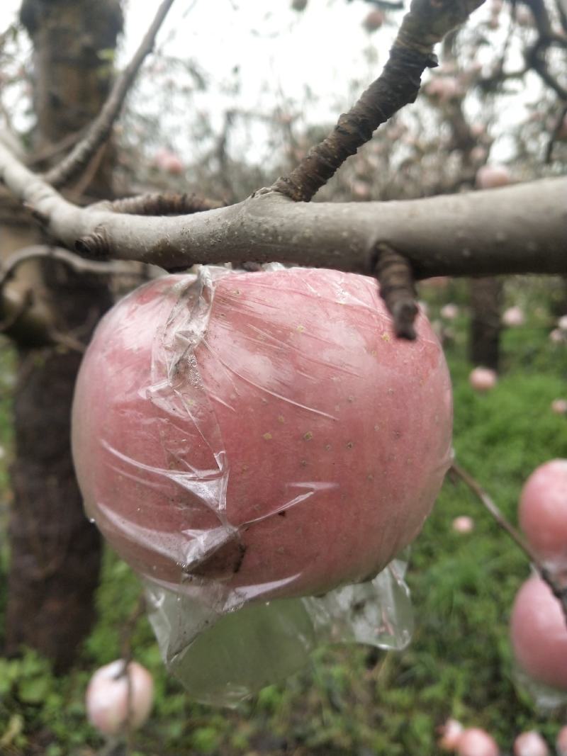 红富士苹果